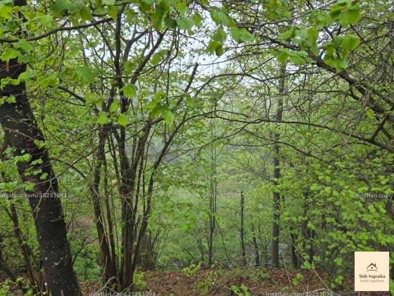Foto auflisten