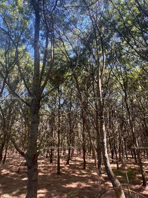 Foto auflisten