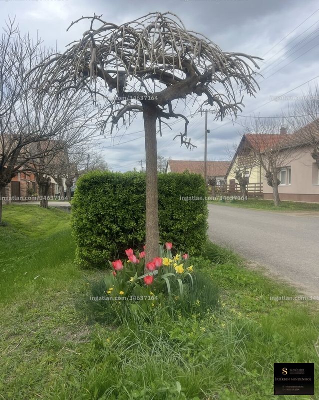 Ingatlan kép