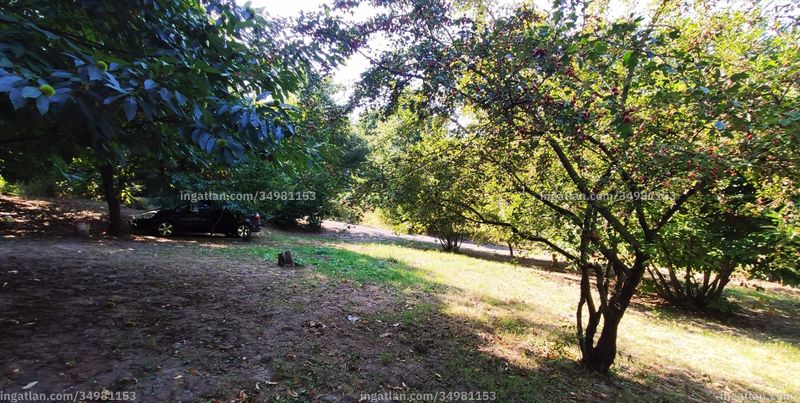 kert