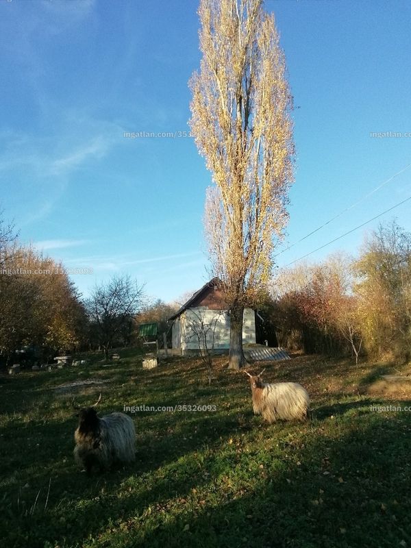 Hirdetés fotója