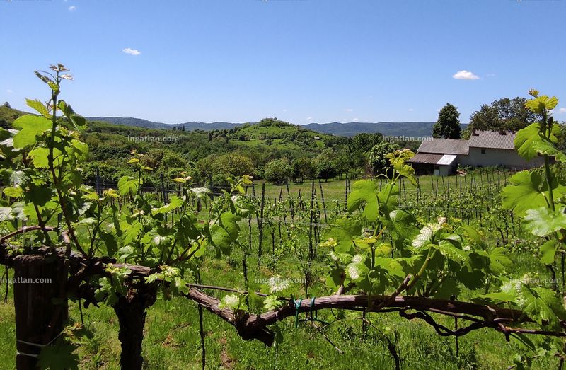 Foto auflisten